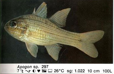 Apogon sp